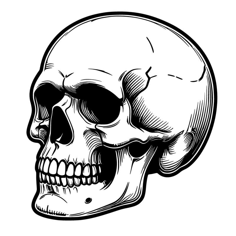 realistic skull