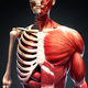 Human Body Atlas: 3D Medical