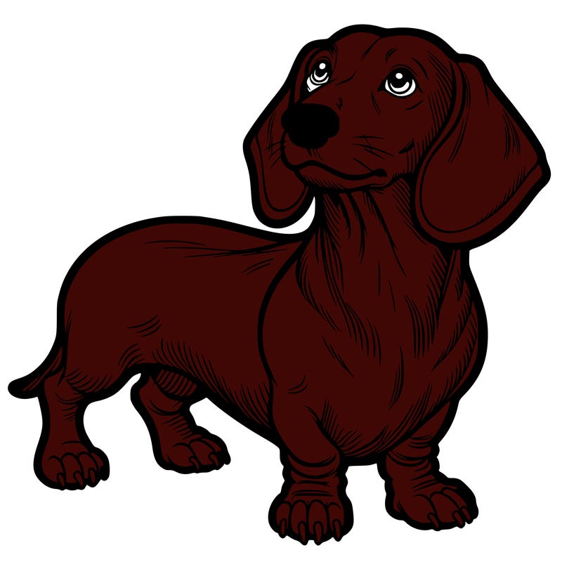 dachshund