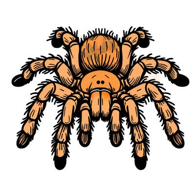 tarantula sin negrilla