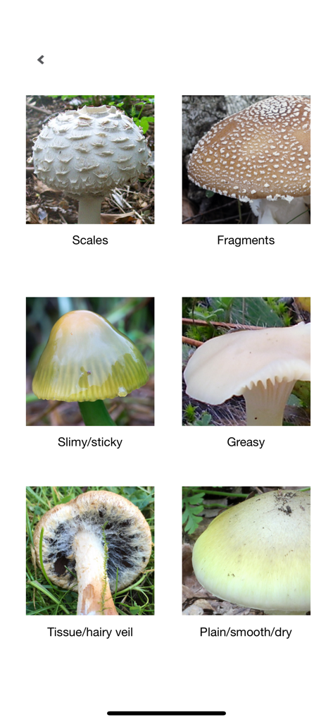 Mushrooms & other Fungi UK - A grid of mushroom photos showing textures like scales fragments and slimy for identification