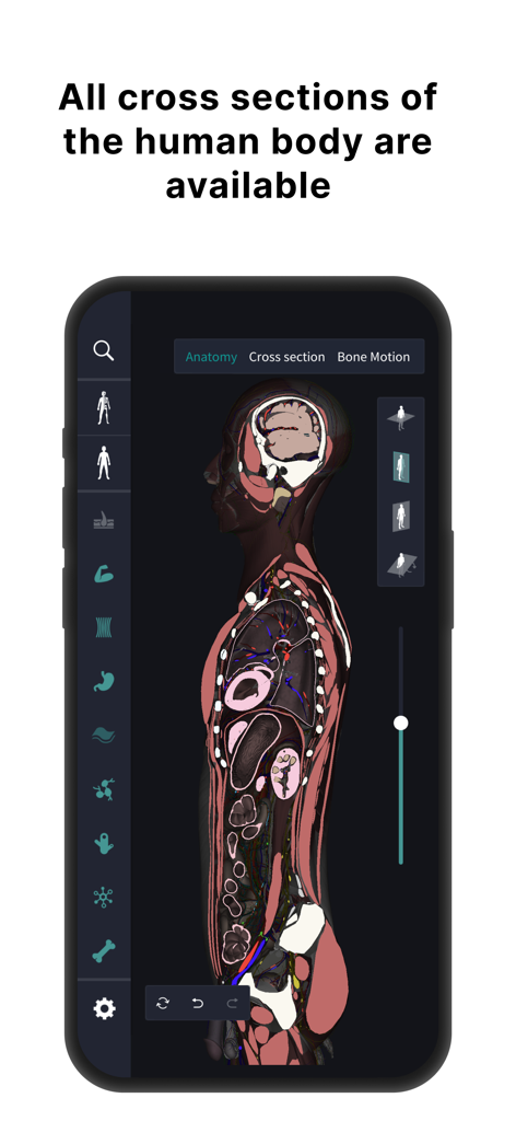 teamLab Body Pro 3d anatomy - Human body cross section view in the teamLab Body Pro 3D anatomy app.