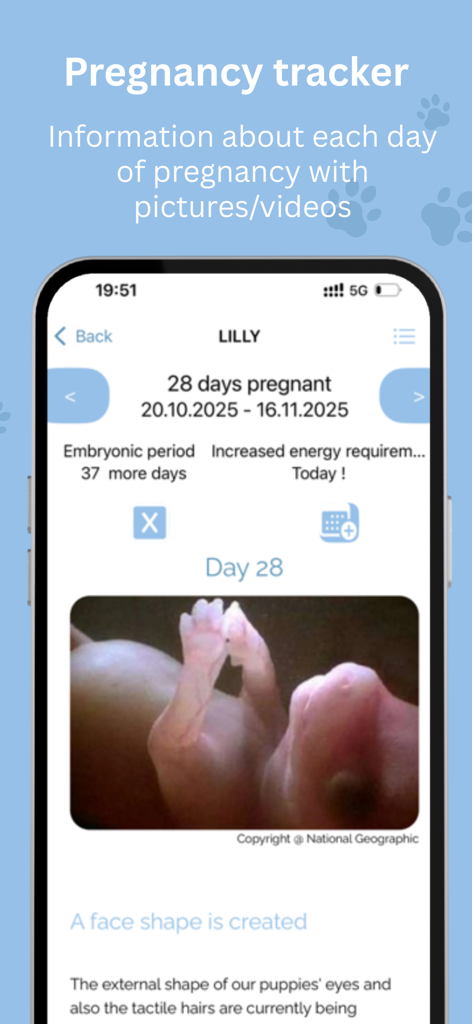 Benutzeroberfläche der Puppy Center App, die einen 28-tägigen Trächtigkeits-Tracker für Hunde mit Bildern der fetalen Entwicklung und Meilensteinen zeigt.