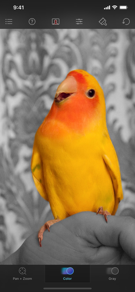 Color Splash - Un pájaro amarillo en color contra un fondo en blanco y negro siendo editado en la interfaz de la aplicación Color Splash.