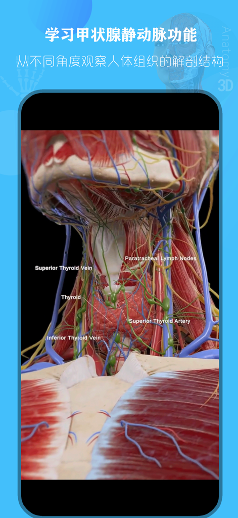 Eine detaillierte 3D-anatomische Ansicht der menschlichen Schilddrüse und der Halsstrukturen.