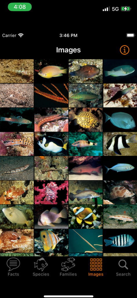 A grid gallery of various marine fish species for identification