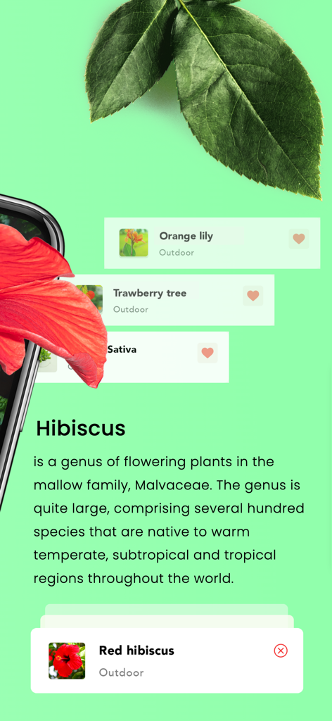 Plant Identification・Plant ID - La aplicación de identificación de plantas muestra la descripción del hibisco y recomendaciones de especies.