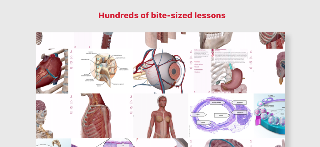 Anatomy & Physiology - A collection of bite-sized anatomy and physiology lessons featuring detailed 3D medical models