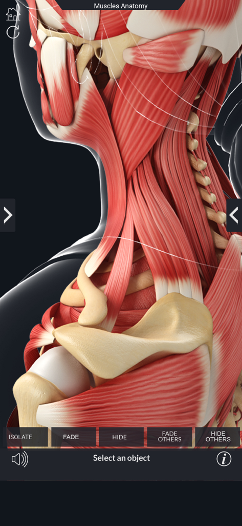 My Muscle Anatomy - Una visualización 3D detallada de la estructura muscular del cuello y los hombros humanos dentro de la aplicación.