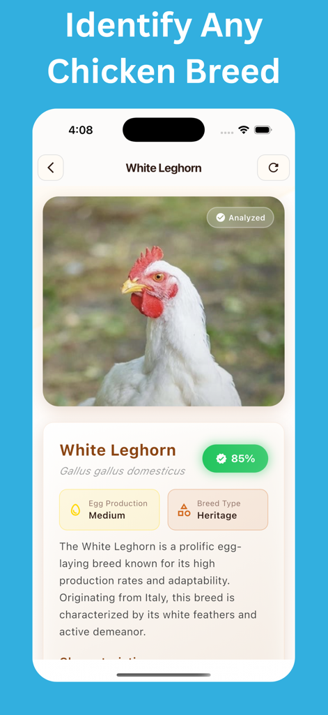 Chicken Identifier: AI Scan - Interface of the Chicken Identifier app showing identification results and detailed breed profile for a White Leghorn chicken.