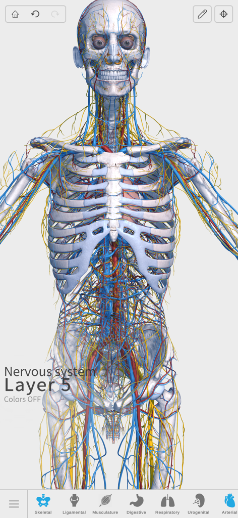 Detailed 3D visualization of the human nervous system and skeletal structure.