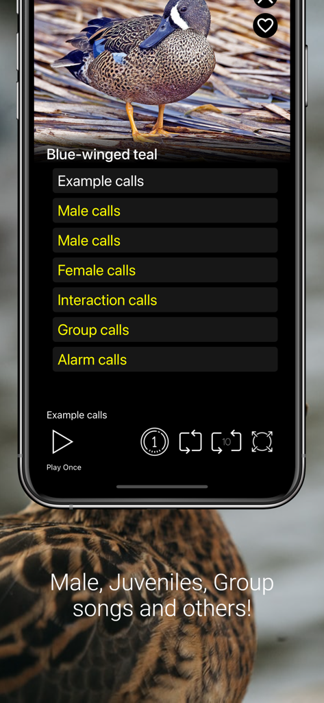 Mobile app interface showing a Blue-winged teal with different bird call categories like male, female, and alarm calls.