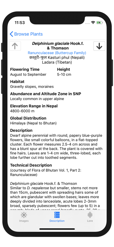 Detailed scientific description and habitat information for a wildflower species in the Mount Everest app.