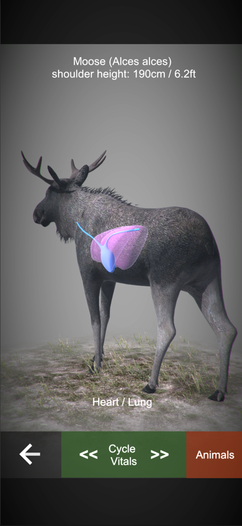 NorneHunt - Un modelo 3D de un alce en la aplicación NorneHunt que muestra los órganos vitales del corazón y los pulmones resaltados.