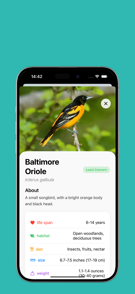 Animal AI - animal identifier - Identificação e factos do Oriol de Baltimore no aplicativo Animal AI