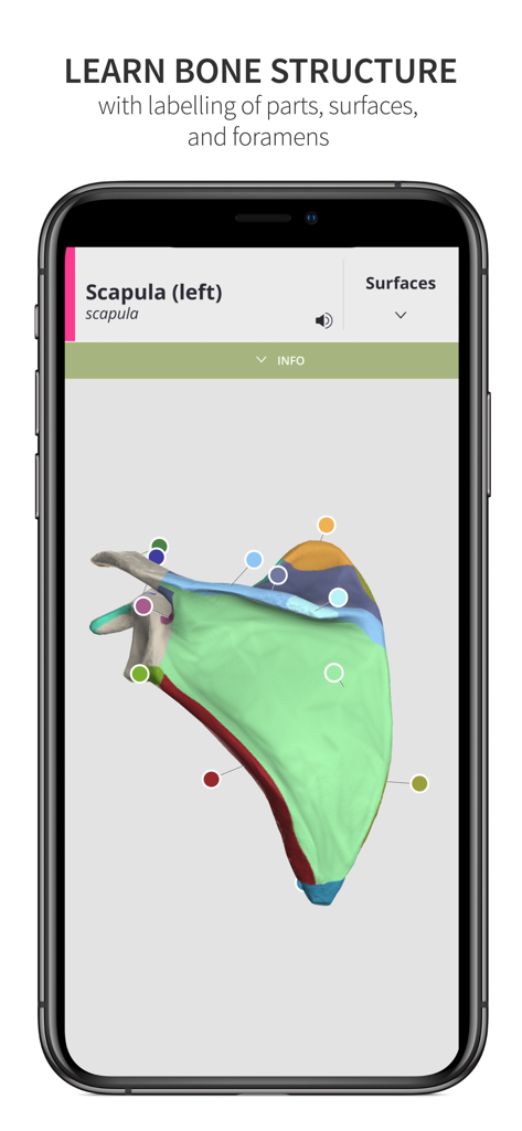 Anatomyka Skeleton - Un modello 3D di una scapola sinistra con superfici anatomiche codificate a colori nell'app Anatomyka