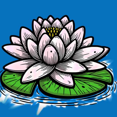 water lily on lily pad