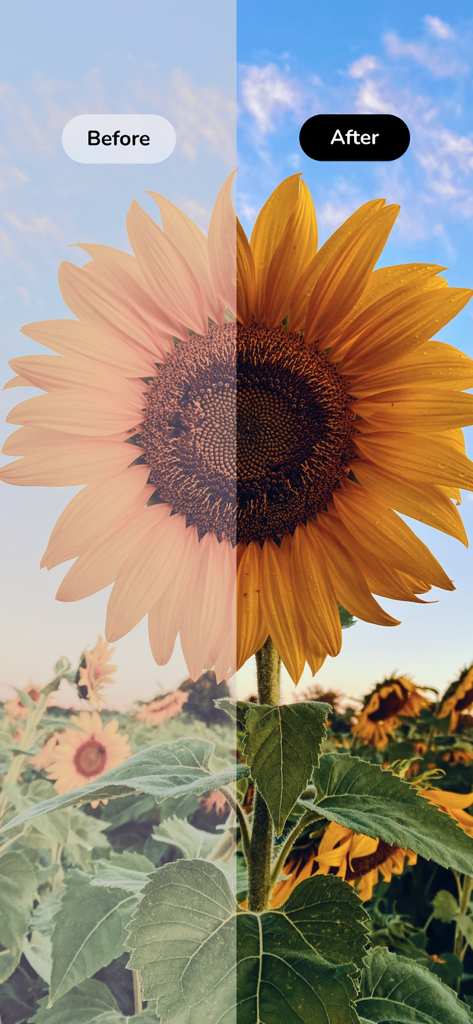 Before and after comparison of a sunflower photo using a vibrant aesthetic filter