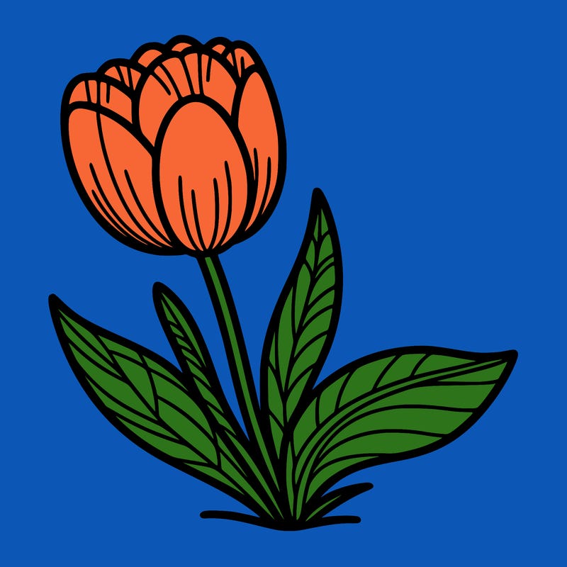 tulip