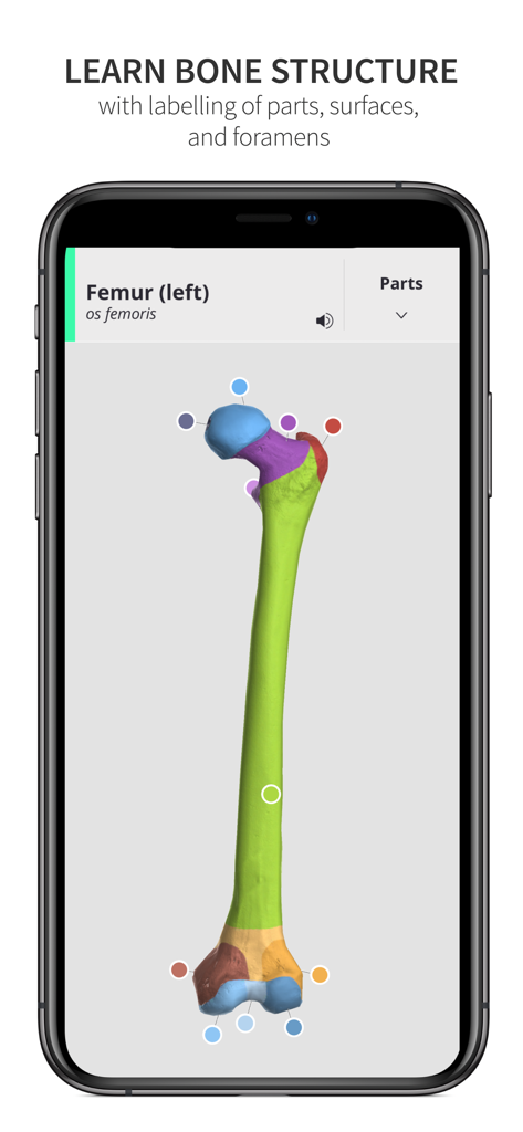 Anatomyka Skeleton - Un modello 3D di un femore sinistro umano con parti codificate a colori e punti di riferimento anatomici nell'app Anatomyka Skeleton