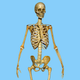 Skeletal System Quizzes