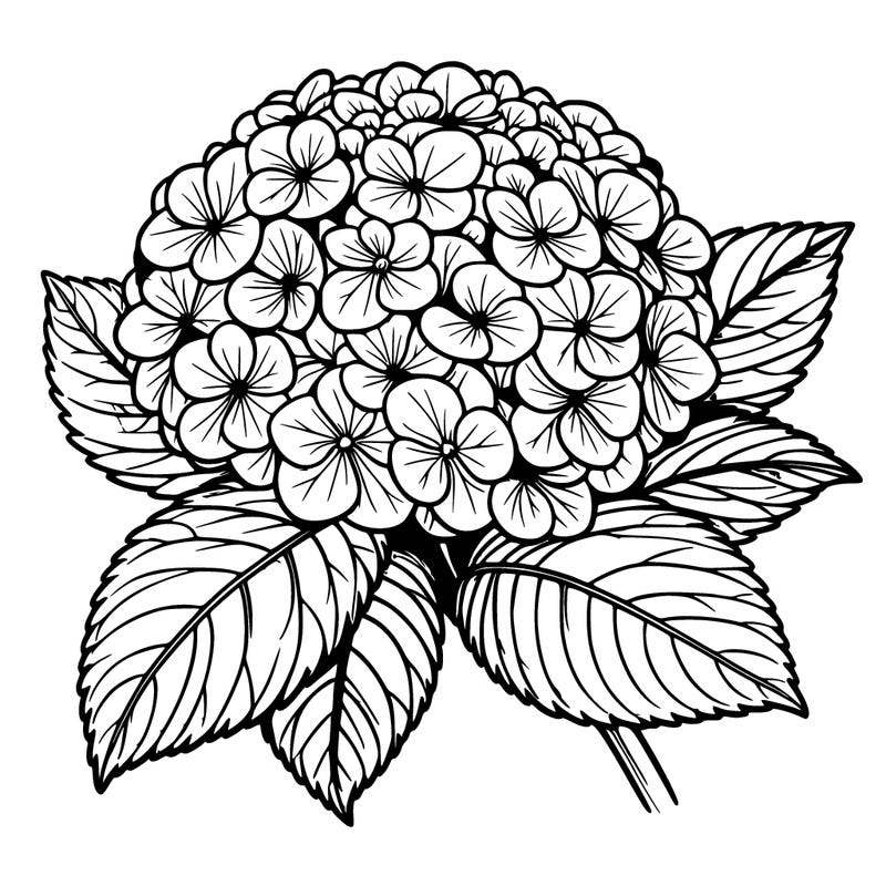 realistic hydrangea