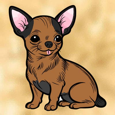 chihuahua