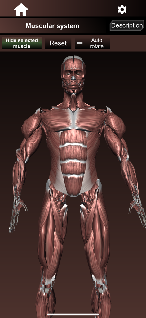 Modelo 3D do sistema muscular humano no aplicativo de anatomia