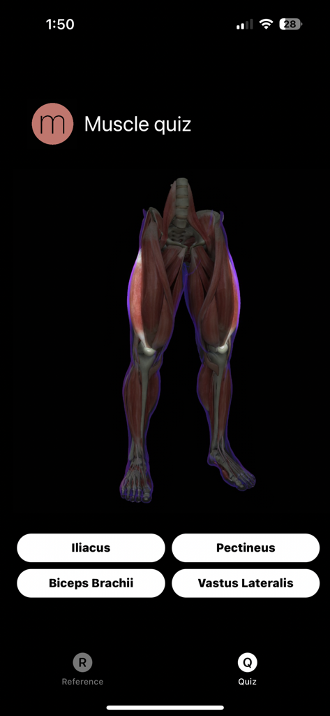 Muscle Study Guide - Anatomy quiz interface showing a 3D model of leg muscles with multiple choice answer buttons.