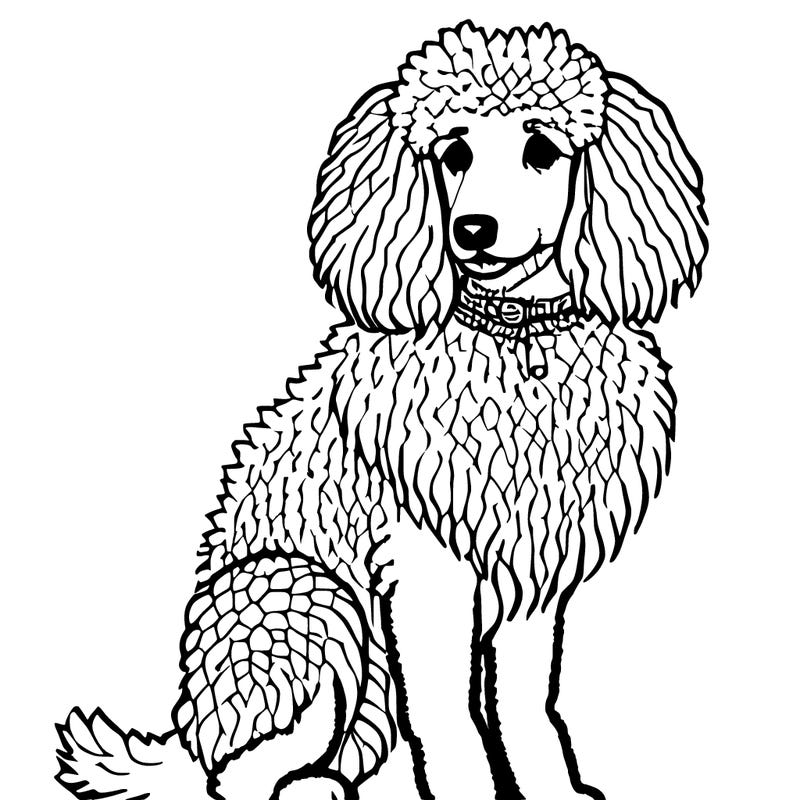 poodle