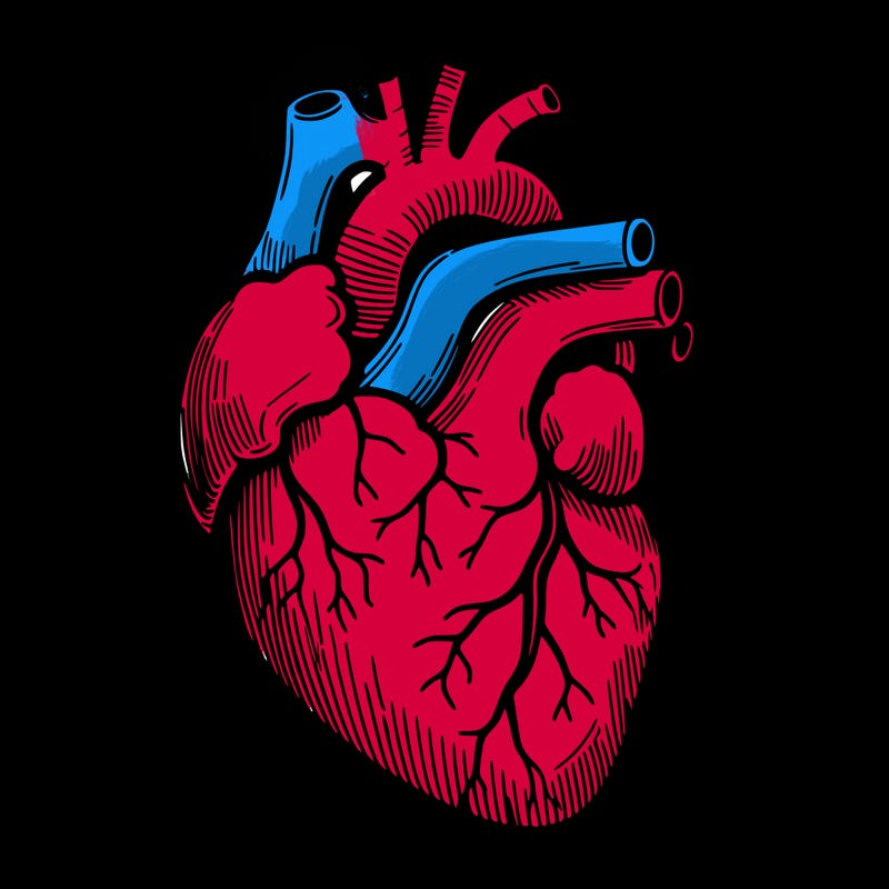 a realistic human heart