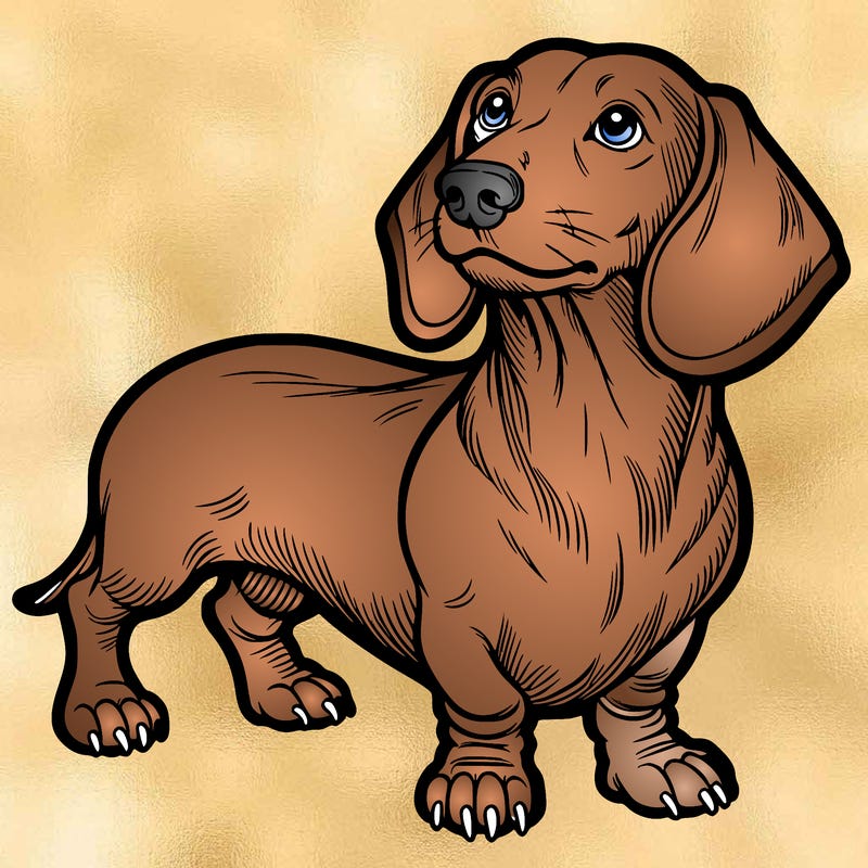 dachshund