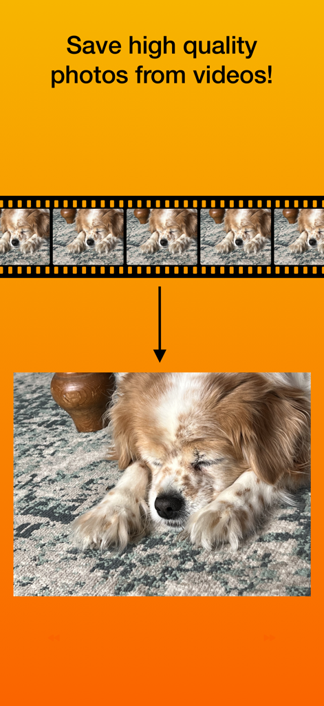 Photo Extractor - A demonstration of extracting a high quality still photo of a sleeping dog from a video strip using the Photo Extractor app