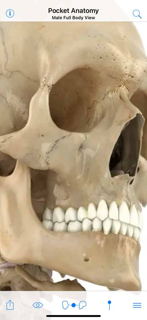 Detailed 3D anatomical model of a human skull in the Pocket Anatomy medical education app