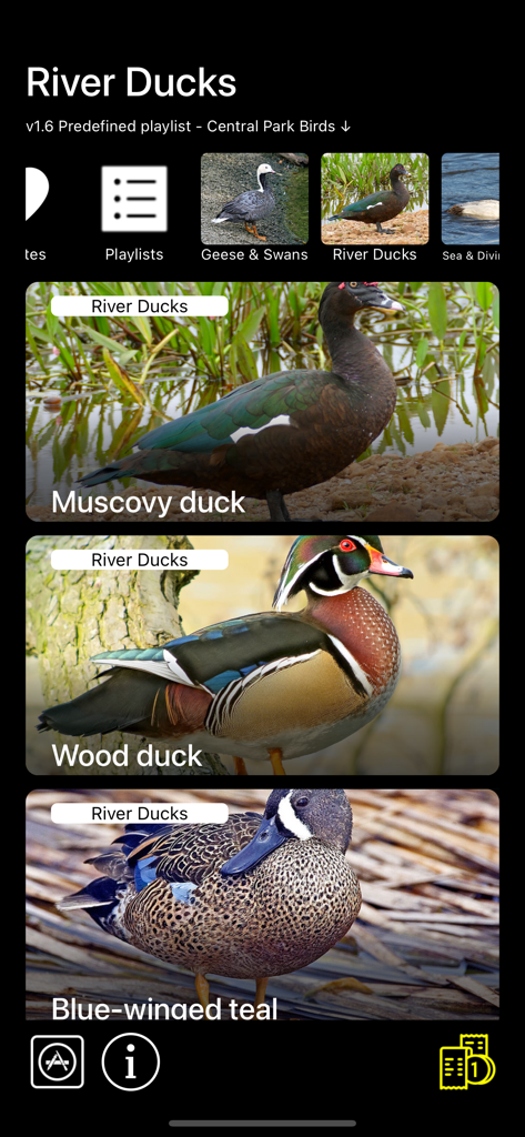 Screenshot of the Birds of North America app displaying a list of river ducks with photos of a Muscovy duck and a Wood duck.