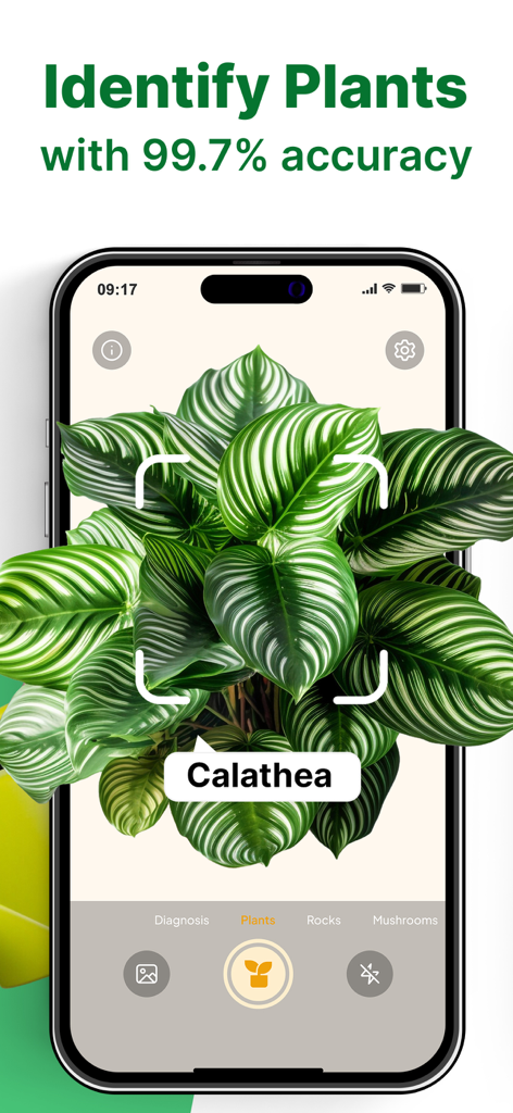 Aplicativo Leafy identificando uma planta Calathea com 99,7% de precisão.