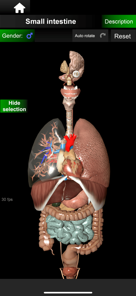 Un modelo anatómico en 3D del torso humano que muestra los órganos internos con el intestino delgado resaltado en azul.