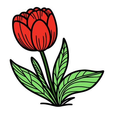 tulip