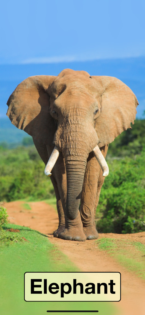 Sound Touch Lite: Flash Cards - Tarjeta educativa con una foto real de un elefante y la palabra Elefante para el aprendizaje de niños pequeños.