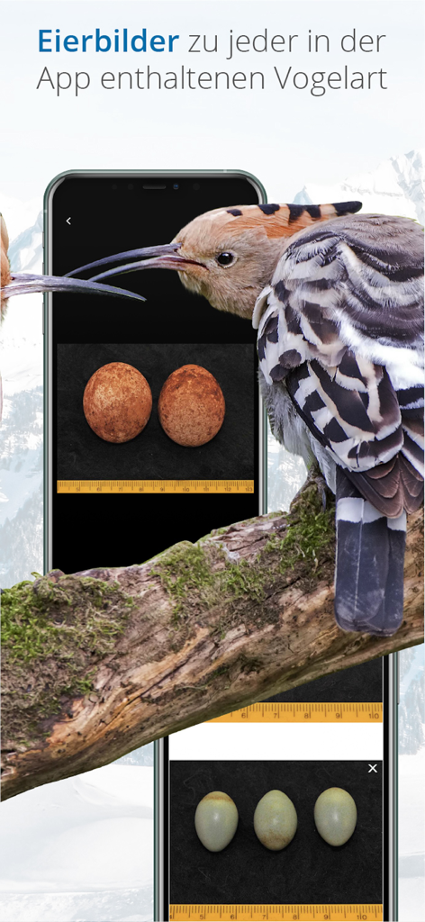 Vogelführer Birdlife Schweiz - スイスの鳥類図鑑アプリでの測定スケール付きの鳥の卵の識別