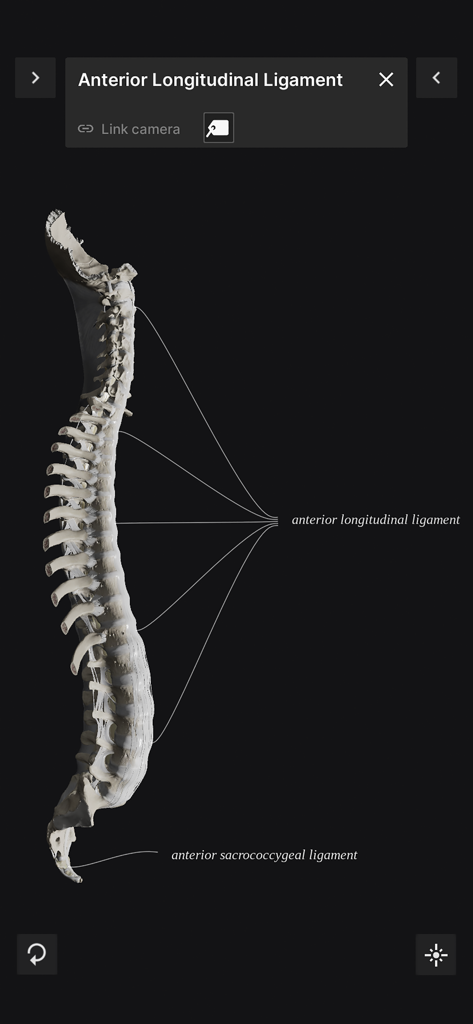 A 3D anatomical model of the human spine showing ligaments in a profile view