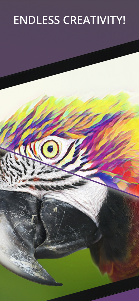 Diagonal split screen showing a parrot photo transformed into a colorful artistic painting using AI filters