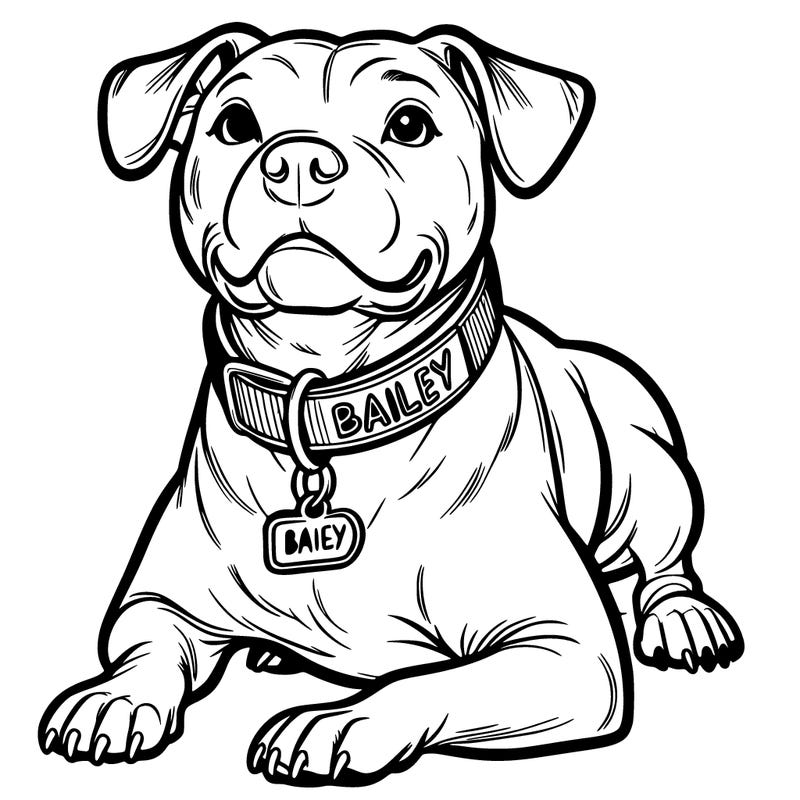 american pitbull with collar that says bailey