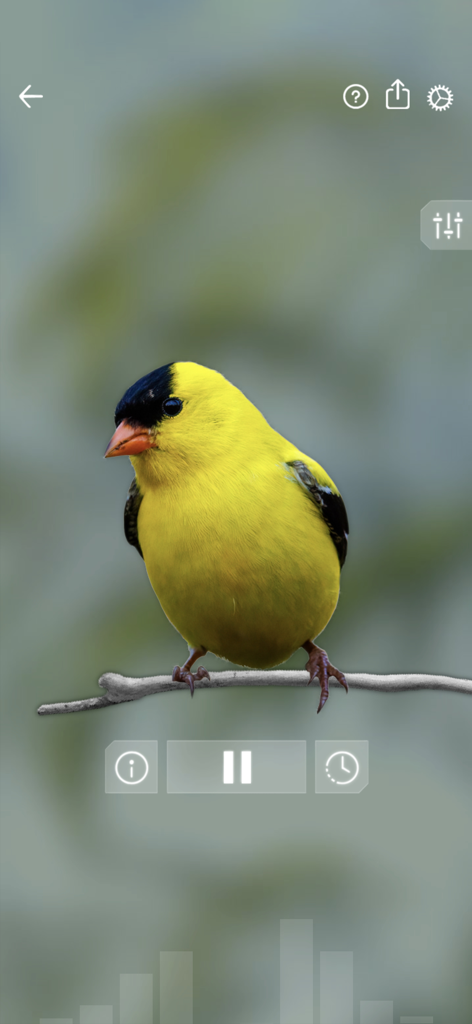 Bird Sounds Relax - Un uccello giallo e nero appollaiato su un ramo all'interno dell'interfaccia dell'app Bird Sounds Relax con controlli di riproduzione.