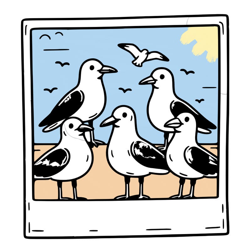 seagulls in a polaroid picture