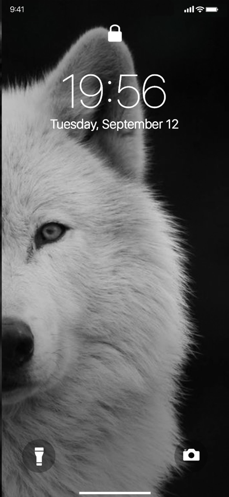 Lone Wolf Wallpapers - A close up black and white image of a white wolf face set as an iPhone lock screen wallpaper.