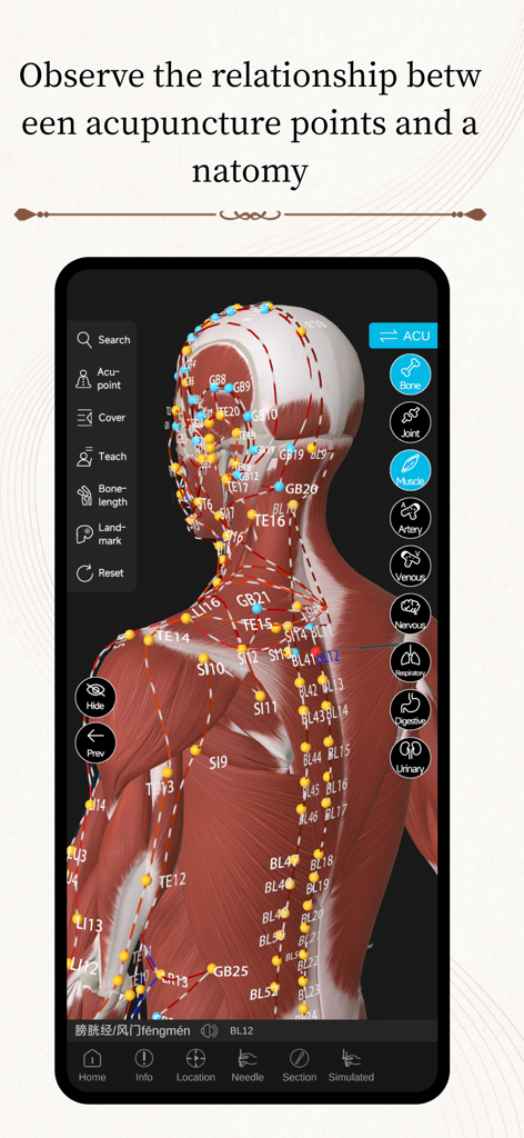 Acupuncture Master - Modelo humano 3D que muestra la relación entre los puntos de acupuntura y la anatomía muscular