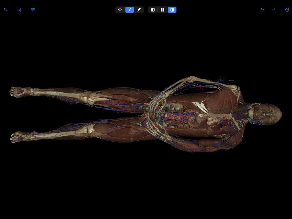 VH Dissector Pro - Full body 3D anatomical model of a human cadaver showing muscular and skeletal systems