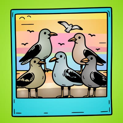 seagulls in a polaroid picture