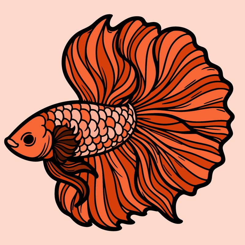 betta fish